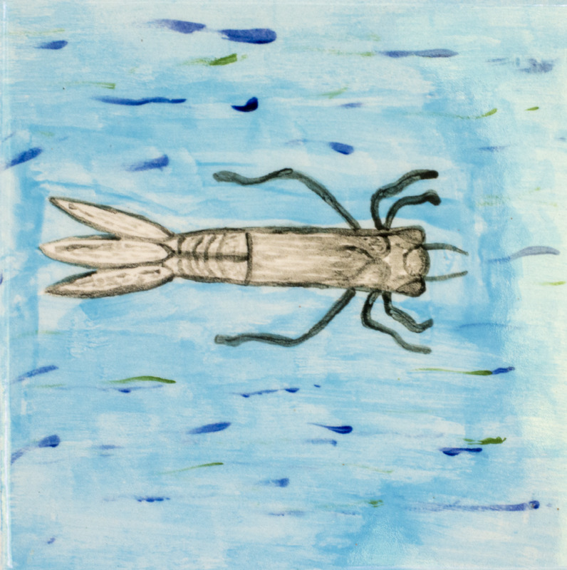 Painting of a gray damselfly nymph in blue water.