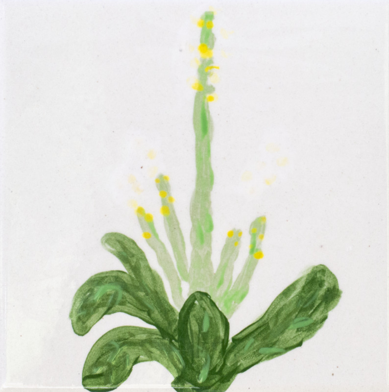 Painting of green plant with tall stalks with yellow flowers against white background.