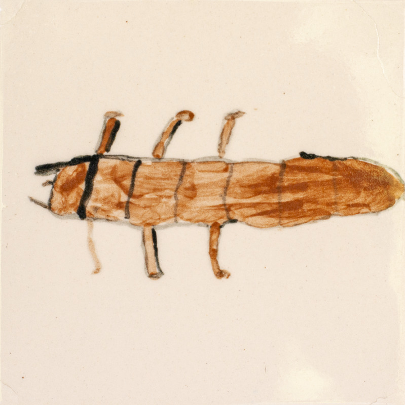 Painting of a brown predacious diving beetle larva over a light background.