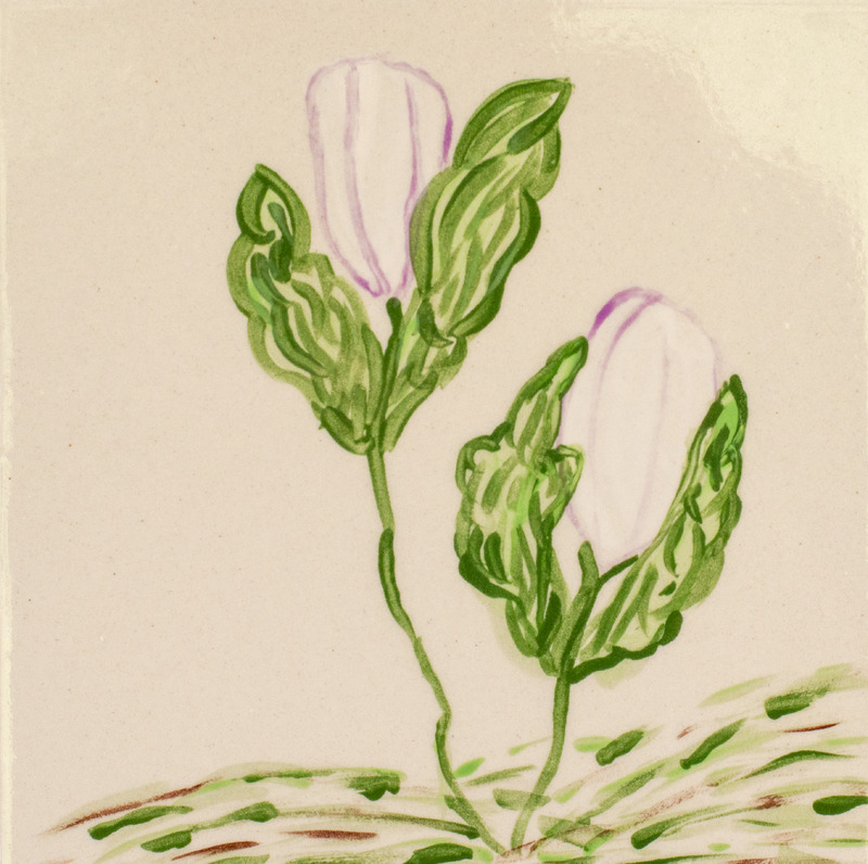 Painting of pink bloodroot flowers with green leaves growing in grass.