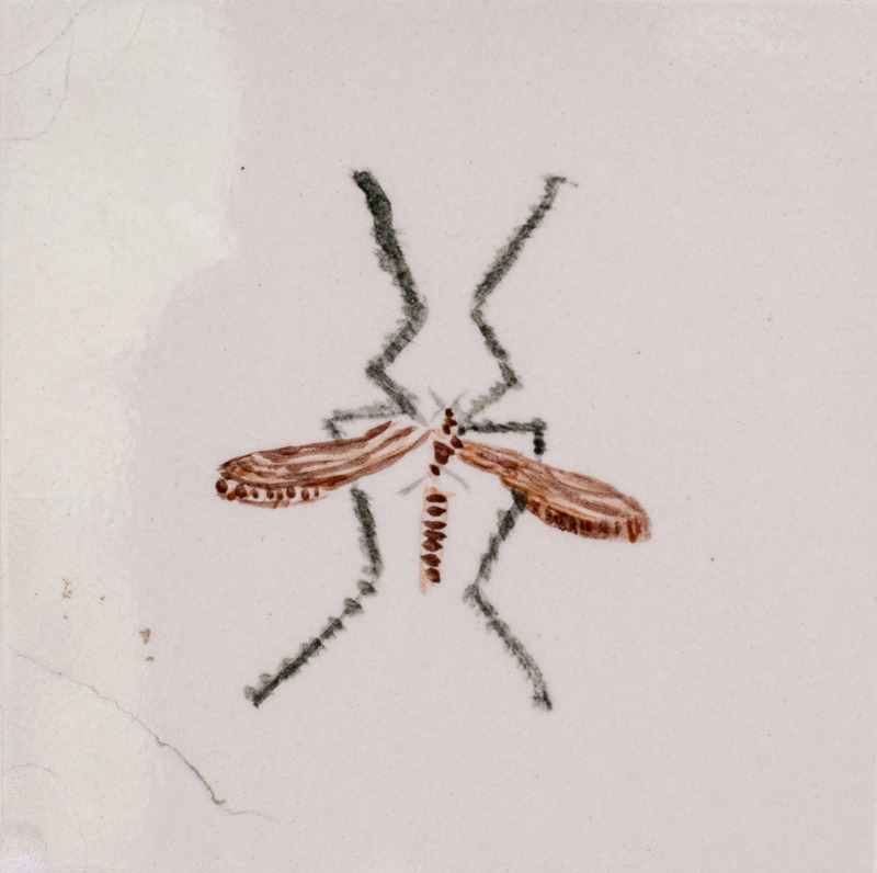 Painting of a brown crane fly.