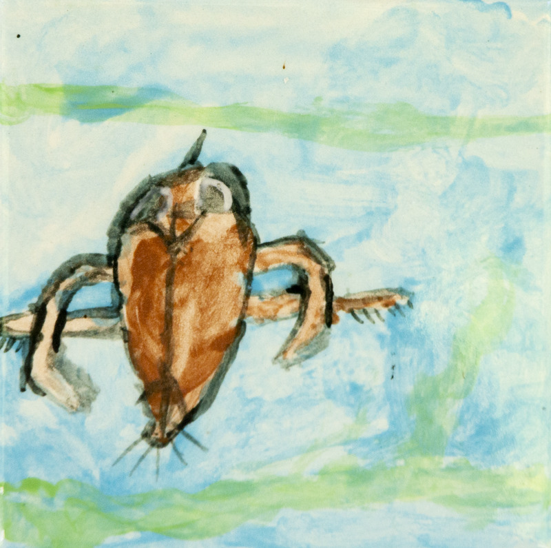 Painting of a brown backswimmer insect floating on blue water with long legs spread wide.