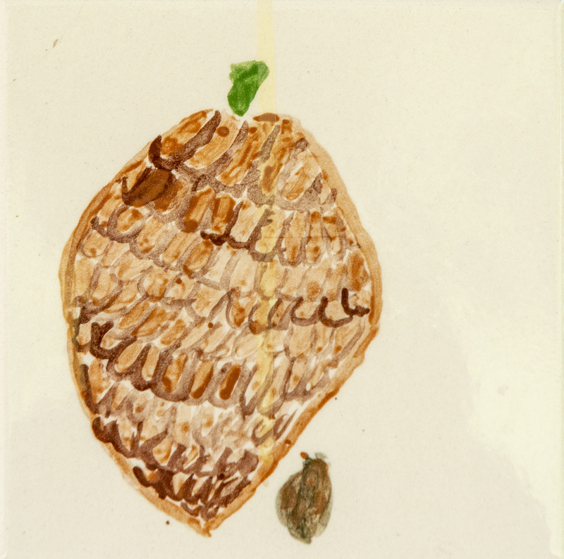 Painting of a large brown pine cone with layered scales and a small green leaf at the top, plus a tiny acorn below.
