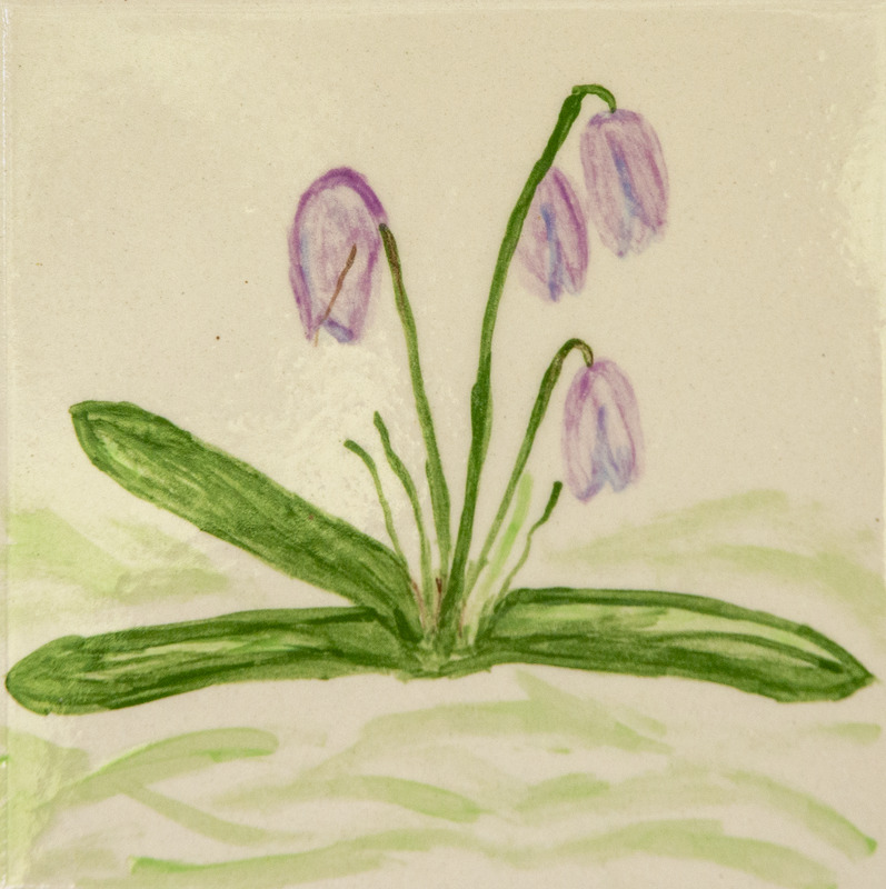 Painting of a Siberian squill with purple bell-shaped flowers and long green leaves.