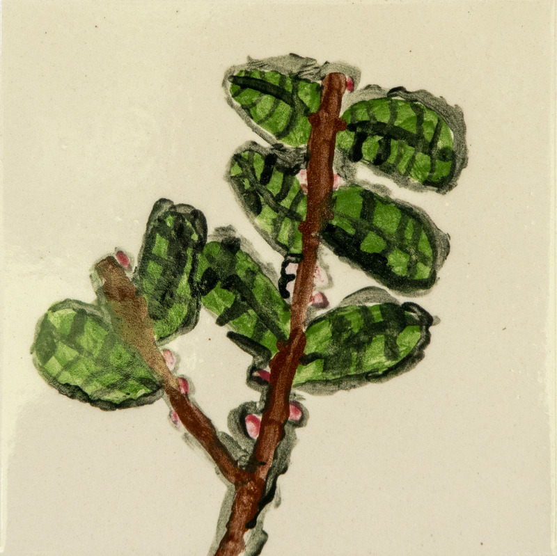 Painting of a leafy green plant with thick leaves and a brown stem.